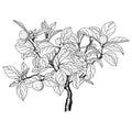 Orange Blossom, Bergamot, Blackcurrant