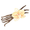 Gousse de vanille, Toffee, Ambre