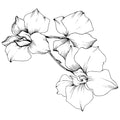 Delicate Orchid, Powdery Heliotrope, and Sparkling Mandarin