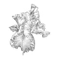  Cuir, Iris, Cèdre de l’Atlas