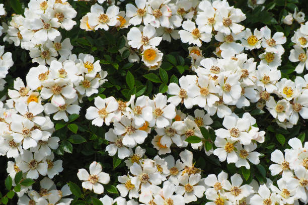 Musc blanc
