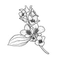 Jasmin, Chèvrefeuille