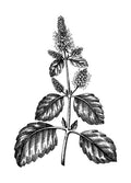  Vanille, Mousse, Patchouli