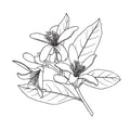 Ambroxan – Fleur d’oranger – Crème fouettée