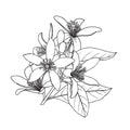 Cistus, Orange Blossom, Incense, Patchouli