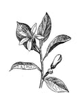 Fleur d’oranger, Crème fouettée, Ambroxan