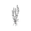 Lavender, white flowers