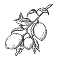 Framboise – Fraise – Citron