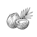 Noix de coco, Héliotrope