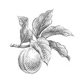prune, jasmin