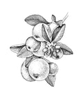 Baie de Rose, Orange, Mandarine