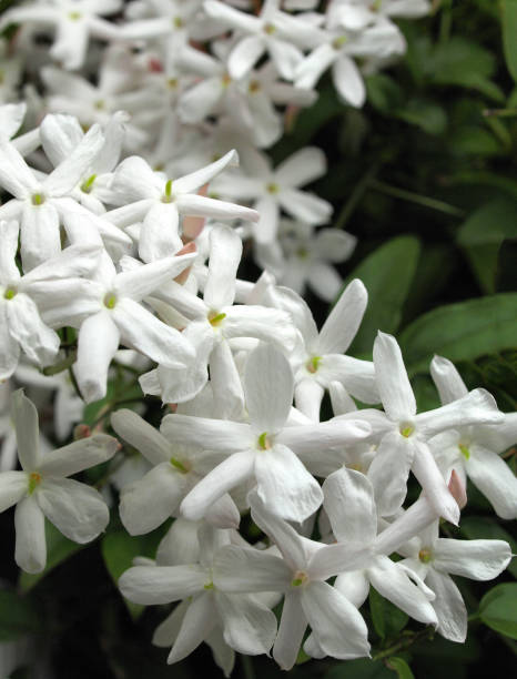 Jasmin