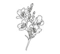 Dates, Praline, White flowers