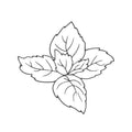 Menthe, Cardamome, Basilic