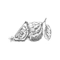 Bergamot, Mandarin
