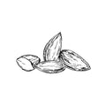 Absolu de vanille de Madagascar, Amande