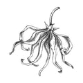 Ylang-ylang