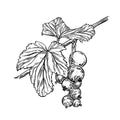 Cassis, Poivre Rose, Bergamote
