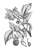 Framboise, Poivre rose, Orange amère