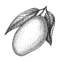 Fruits tropicaux