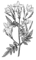 Fleur de Tiaré, Ylang Ylang, Jasmin, Jasmin Egyptien 