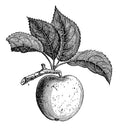 Dark chocolate, Red apple