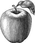 Pomme, Rose, Litchi