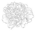 Fleur d’oranger, Pivoine, Praliné 
