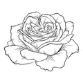 Rose, Jasmine