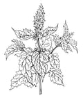Bois de cachemire – Oliban (Encens) – Patchouli – Ambre