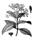 Héliotrope
