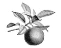 Ambroxan, Fleur d’oranger
